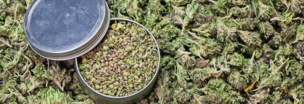 Innovative Technologien in der Züchtung von Cannabis Samen