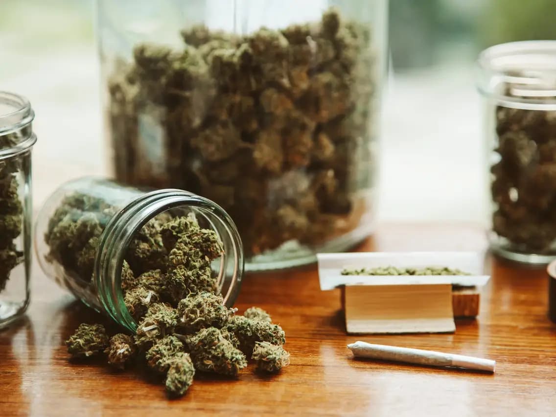 Sichere dir limitierte Editionen – Cannabis Samen bestellen mit Premium-Qualität