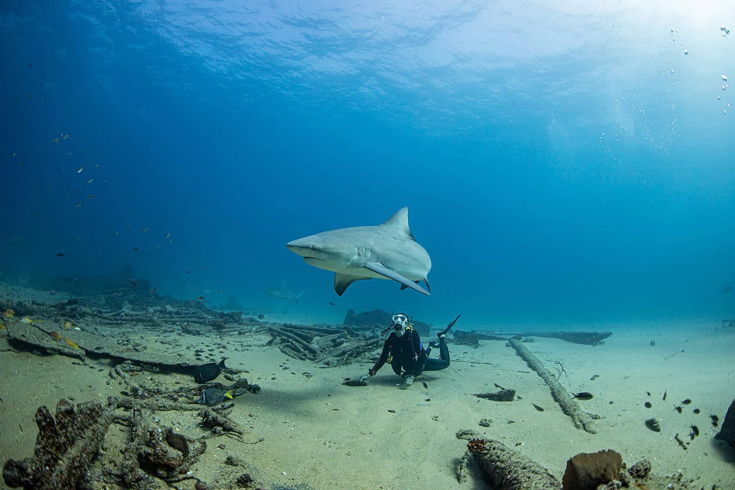 Warum DeepDiveMexico das perfekte Ziel für Fans von Bullenhaie Mexiko ist