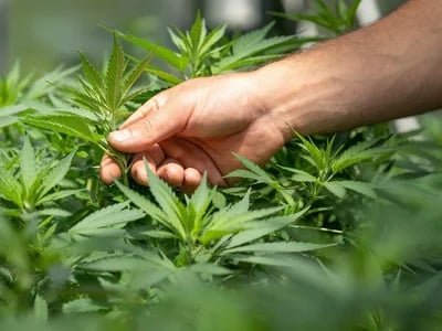 Sichere dir limitierte Editionen – Cannabis Samen bestellen mit Premium-Qualität