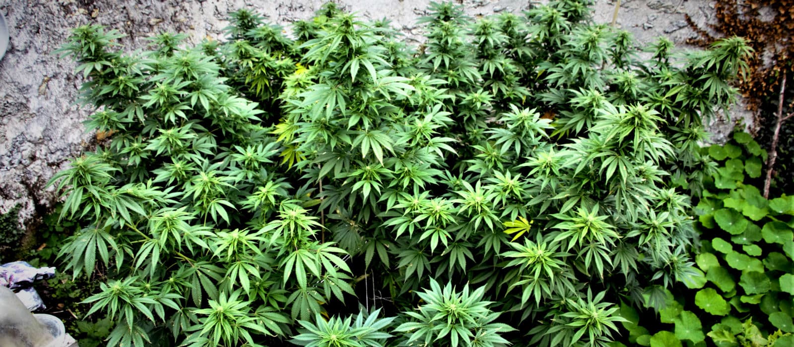Erleben Sie das Aroma der Frosty Gelato Autoflower - THC-reiche Genüsse erwarten Sie!