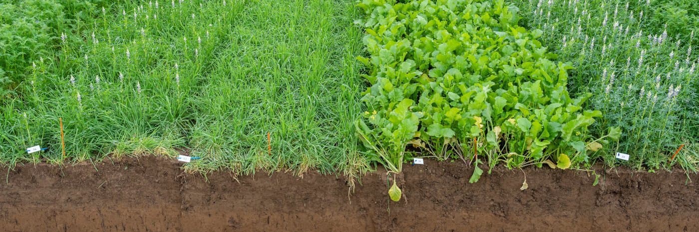 Warum Gärtner auf Grow Dünger Wachstumsdünger Phosphat Dünger für höchste Erträge setzen
