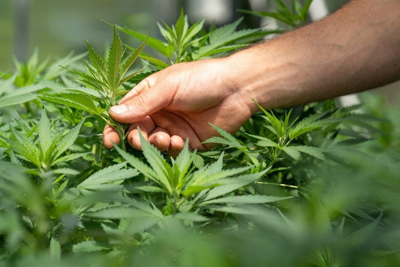 Sichere dir limitierte Editionen – Cannabis Samen bestellen mit Premium-Qualität